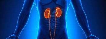 Kidney